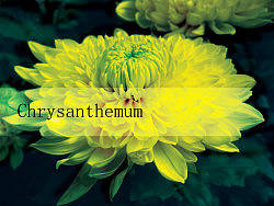 哪些花儿（个人主页-ZNTY5NzYw） - 其他摄影 - 站酷设计师夏天小姐姐原创素材 - 站酷ZCOOL