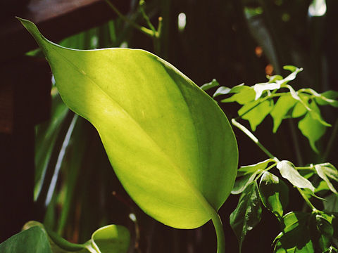 綠籮（個人主頁-ZMjM5MjY3MTY=） - 產(chǎn)品攝影 - 站酷設(shè)計(jì)師時光奧利奧原創(chuàng)素材 - 站酷ZCOOL