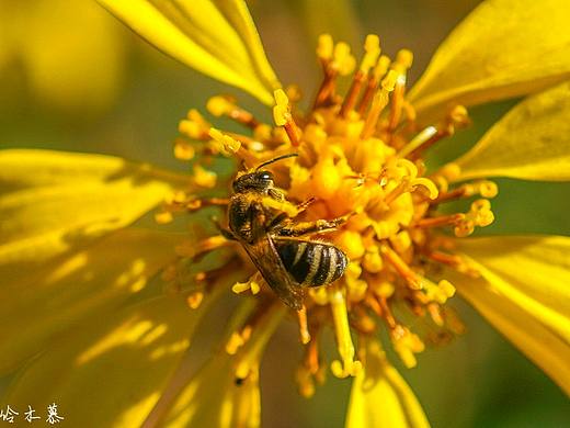 采蜜蜂