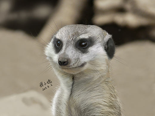 動(dòng)物手繪練習(xí)-丁滿（個(gè)人主頁-ZMjE5MDg3NDA=） - 創(chuàng)作習(xí)作 - 站酷設(shè)計(jì)師Gillian13原創(chuàng)素材 - 站酷ZCOOL