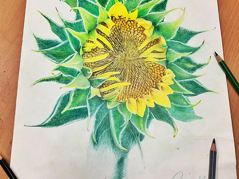 几张彩铅画作业