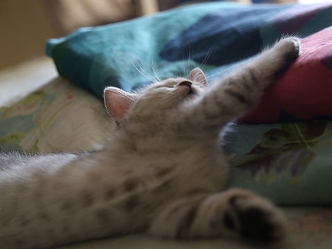 二个月的小猫