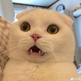 是皮皮淘吖的头像