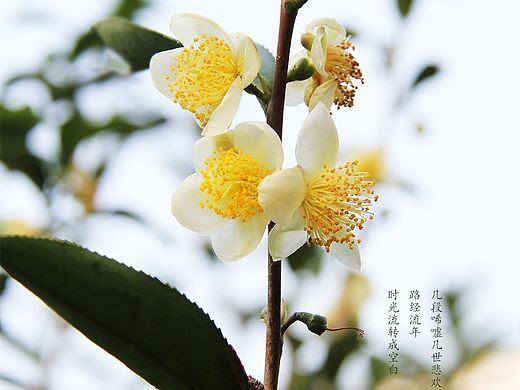 徽州印象·茶花