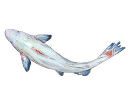 为某餐饮画的鱼