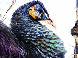 花奴百鸟图绘No.51 孔雀