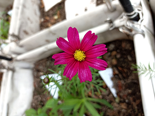 波斯菊