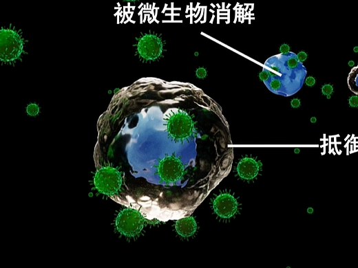 细菌细胞