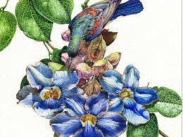 水彩手绘植物鸟类