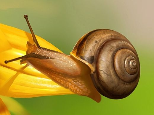 蜗牛
