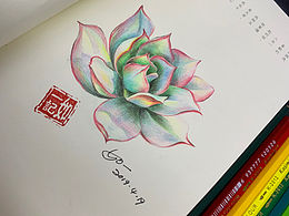 #手绘多肉