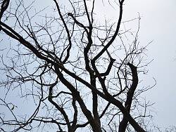 老树,青山,养蜂人