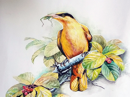 黄鹂纯艺术-绘画367086年前彩铅纯艺术-绘画3900146年前素描头像纯