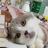 荼靡花事了lq的头像