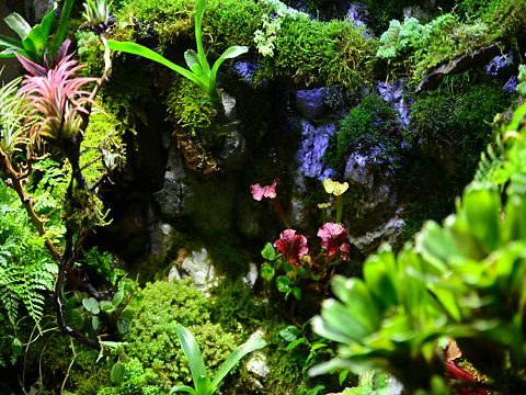 《雨迹云踪》·雨迹云踪雨林工作室·LIANGKI