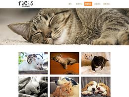 宠物网页