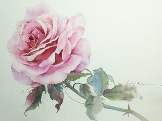 手绘,水彩,刚画的玫瑰花