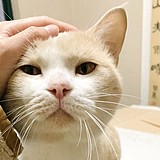 木槿lyn的头像