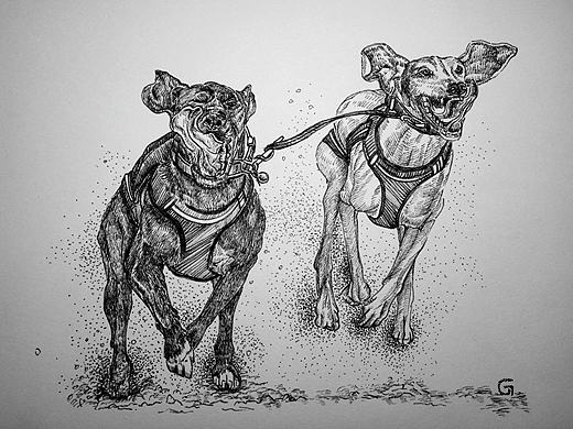 钢笔练习动物系列