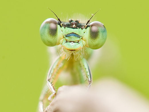 《那些蜓》-【茸城老T】生态摄影 昆虫摄影