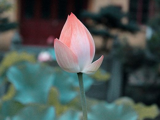 「摄影」采荷