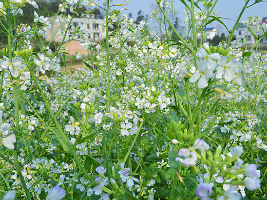 家鄉(xiāng)（個人主頁-ZMTU4MjYzOTI=） - 風光攝影 - 站酷設計師UI設計師周瑤瑤原創(chuàng)素材 - 站酷ZCOOL