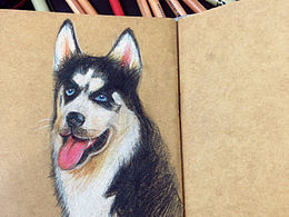 彩铅—哈士奇（2货来袭）