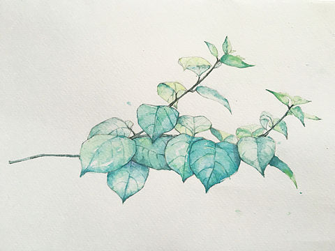 植物水彩