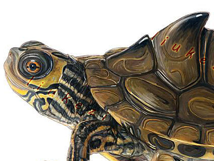 水龟插画（一）