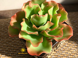 粘土多肉—水瓶座