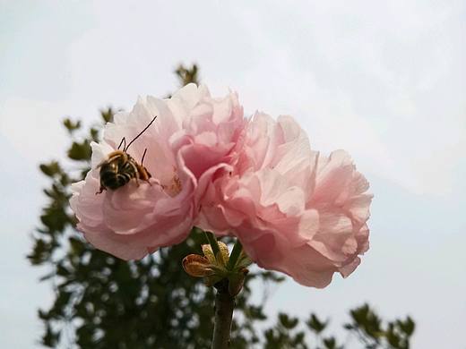 樱花盛开的季节（个人主页-ZMzQzMzk3NDQ=） - 风光摄影 - 站酷设计师鲸落JINGLUO原创素材 - 站酷ZCOOL