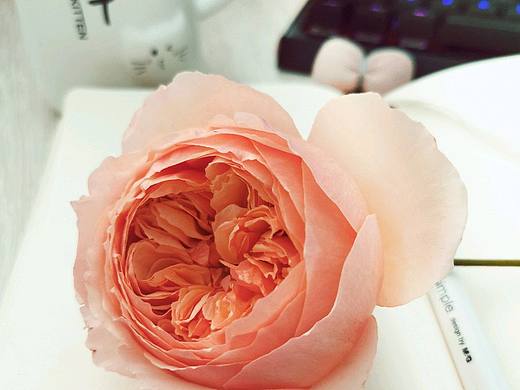 我就丧一会儿，明天就好！（个人主页-ZNDQ5MjM1NTY=） - 时尚/艺术摄影 - 站酷设计师静水流深1206原创素材 - 站酷ZCOOL