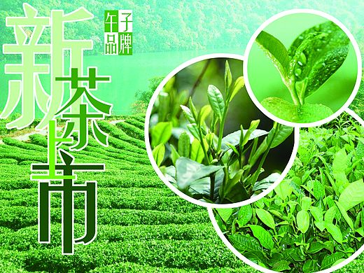 茶叶海报