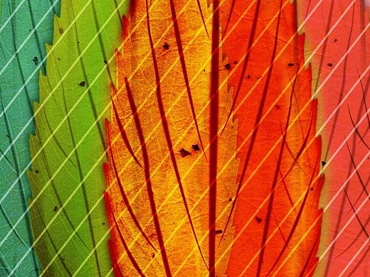 叶子树（个人主页-ZMTM4OTU0OTI=） - 图案 - 站酷设计师konglingzeng原创素材 - 站酷ZCOOL