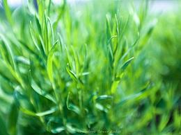 植物攝影｜早餐來(lái)抹奶油綠