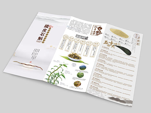 铁皮石斛三折页  奶白