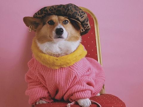 尋求寵物服裝/日用品等設(shè)計(jì)師（個(gè)人主頁(yè)-ZNTM0NDc2OTI=） - 海報(bào) - 站酷設(shè)計(jì)師nicolehahaha原創(chuàng)素材 - 站酷ZCOOL