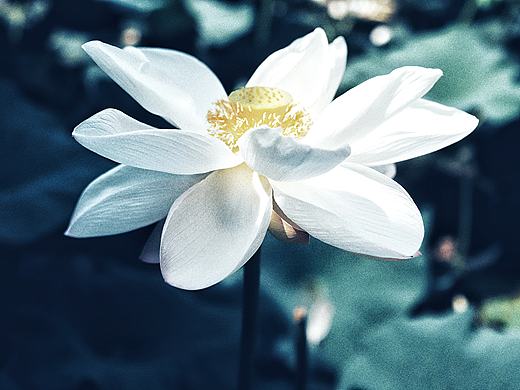 荷