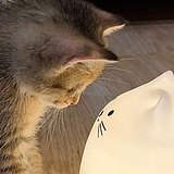 凛冬之寒的头像