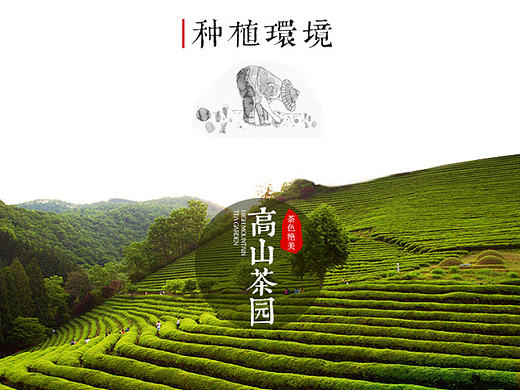 淘宝天猫店铺详情设计/专题活动原叶花茶/重庆特产传统文化品牌/绿茶红茶