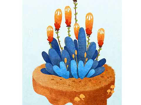 植物插画临摹习作