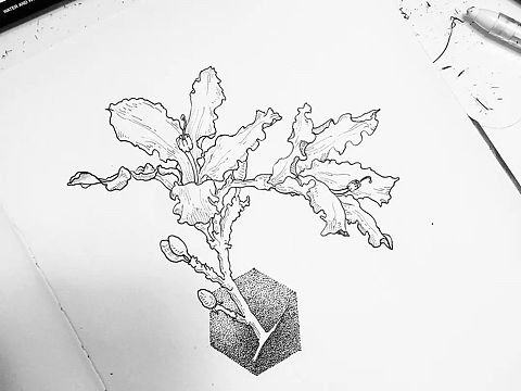 铅笔手绘花花草草
