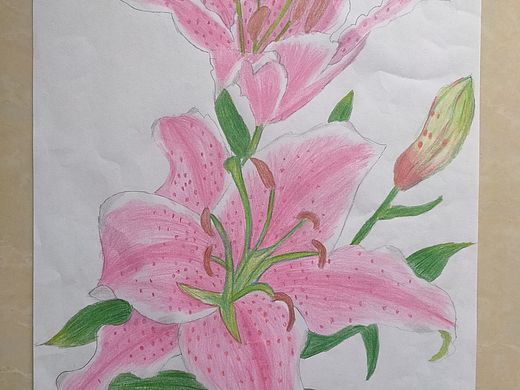 彩色铅笔百合（个人主页-ZNjExODIwNzY=） - 儿童插画 - 站酷设计师Z582876567原创素材 - 站酷ZCOOL