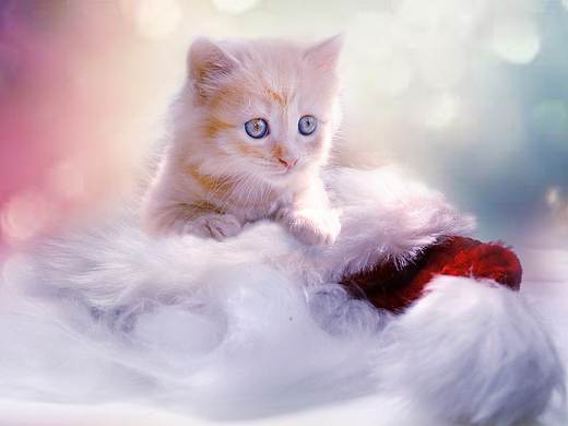 可可爱爱小猫咪