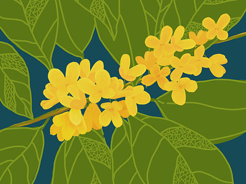桂花