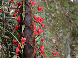 你是人間四月天