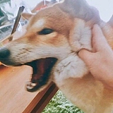 枫独白的头像