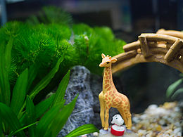 玻璃缸里的世界