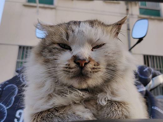今天遇见的学校里的流浪猫猫