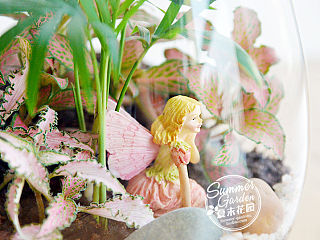 绿植手作之许愿精灵--《夏末花园成长日记13》